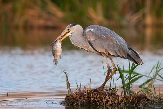 Grey heron is eating the fish. Bird behavior in natural habitat.