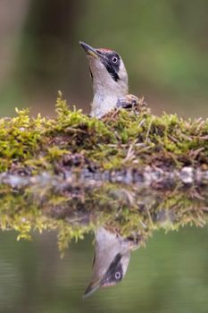 European green woodpecker (Picus viridis)