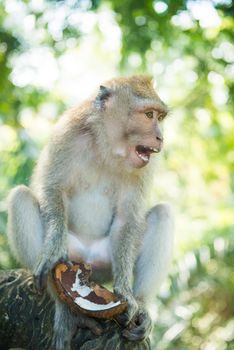Macaque monkey having a coconut as dessert