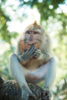 Macaque monkey having a coconut as dessert