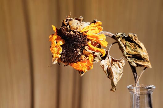 One wilted sunflower in glass vase against  brown background 