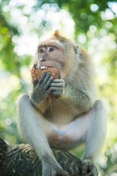 Macaque monkey having a coconut as dessert