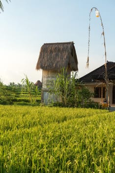 Balinese traditional culture - rice field in Ubud