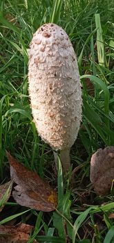 Coprinus comatus stands in a meadow among green grass.