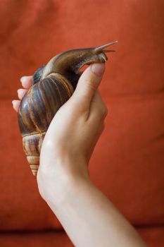 Dark brown snail achatina is hold by female hands, animal pets concept