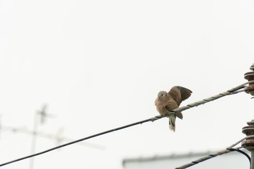 The dove in the city perched on the power line to dry its wings after the rain.