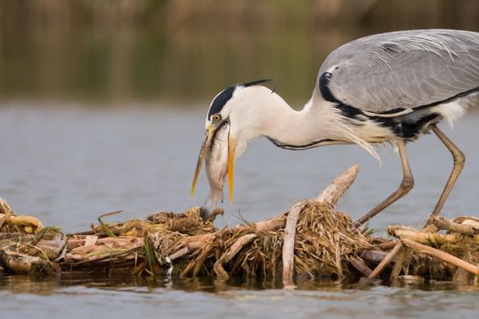 Grey heron is eating the fish. Bird behavior in natural habitat.
