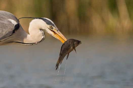Grey heron is eating the fish. Bird behavior in natural habitat.