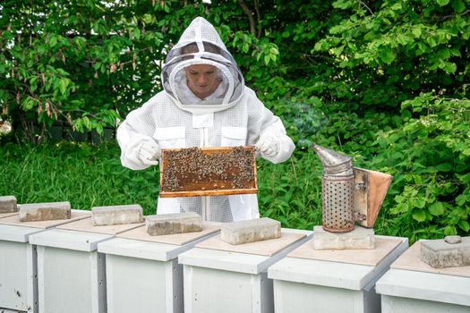 woman with a wax frame with bees in beekeeping.