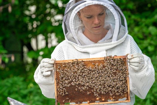 woman with a wax frame with bees in beekeeping.