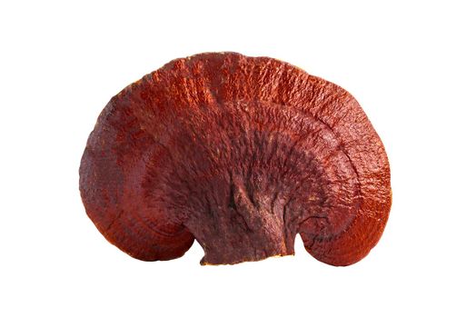 Dried lingzhi mushroom isolated on white background with clipping path.