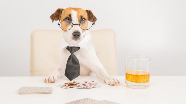 Jack russell terrier dog with glasses and a tie drinks whiskey and plays poker. Addiction to gambling card games. little one