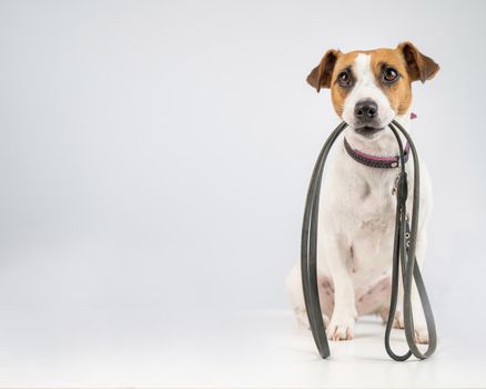 Jack russell terrier dog holding a leash on a white background