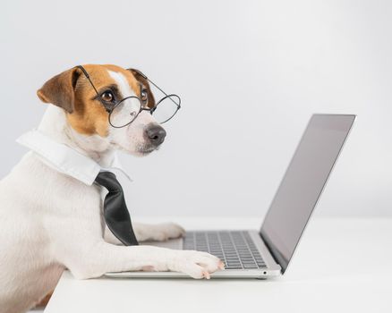 Jack russell terrier dog in glasses and tie works on laptop on white background