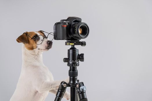 Dog jack russell terrier with glasses takes pictures on a camera on a tripod on a white background.