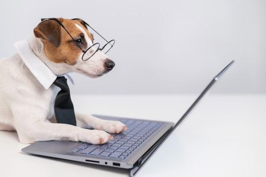 Smart dog jack russell terrier in a tie and glasses sits at a laptop on a white background