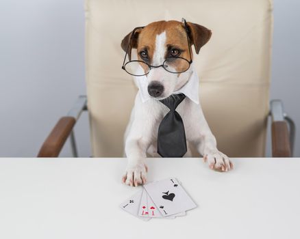 Jack russell terrier dog with glasses and tie plays poker. Addiction to gambling card games