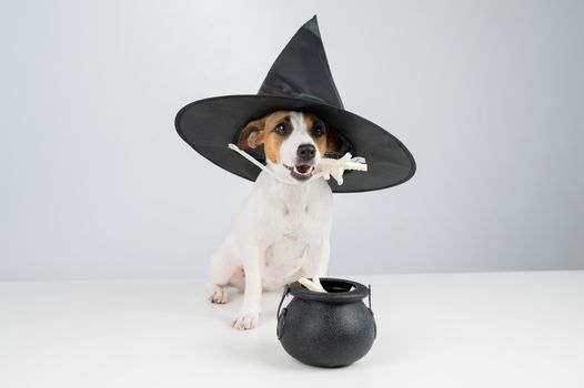 Jack russell terrier dog in witch hat holding chicken paw for casting spells on white background