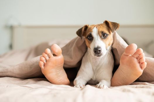 The dog lies with the owner on the bed and looks out from under the blanket. Barefoot woman and jack russell terrier in the bedroom