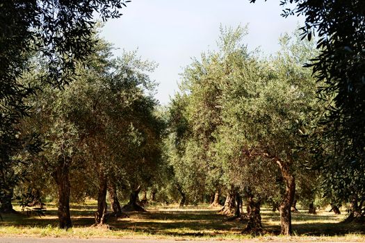 Plantation of olive trees in a bright sunny day
