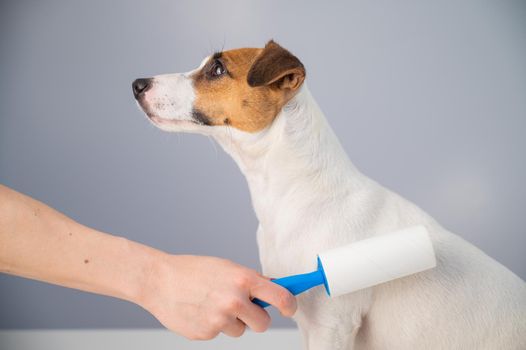 A woman uses a sticky roller to remove hair on a dog.