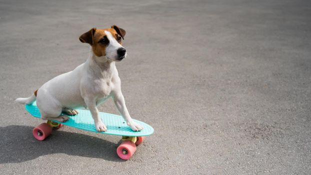 Jack russell terrier dog rides a penny board outdoors.