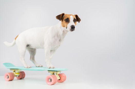 Dog on a penny board on a white background. Jack Russell Terrier rides a skateboard in the studio