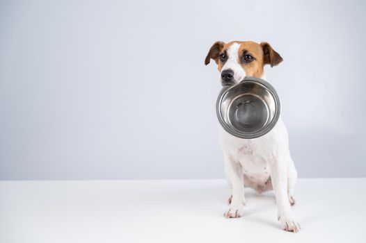 Hungry jack russell terrier holding an empty bowl on a white background. The dog asks for food