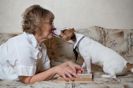 Dog jack russell terrier licks face of elderly caucasian woman