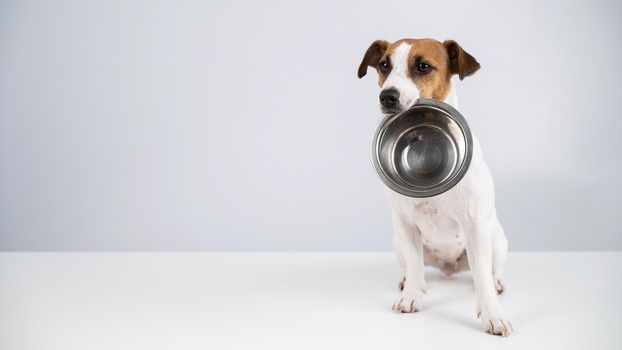 Hungry jack russell terrier holding an empty bowl on a white background. The dog asks for food