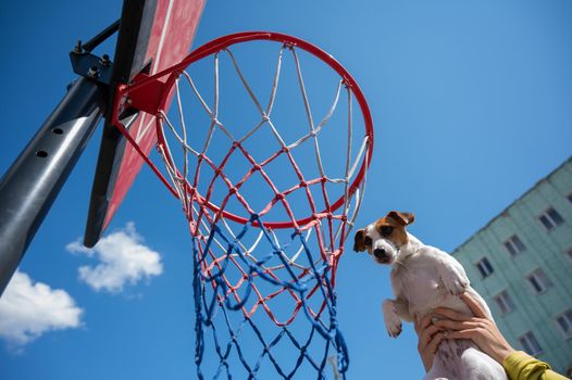 Bottom view of Jack Russell Terrier dog scoring a goal in a basketball basket against a blue sky background.