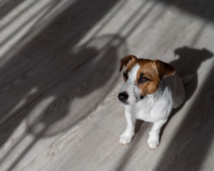 Jack russell terrier dog on the wooden floor. Shade from blinds and fan.