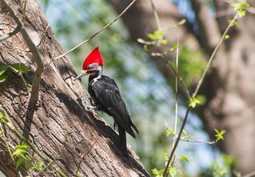 black woodpecker in the branches of the tree in its natural habitat in Cordoba Argentina