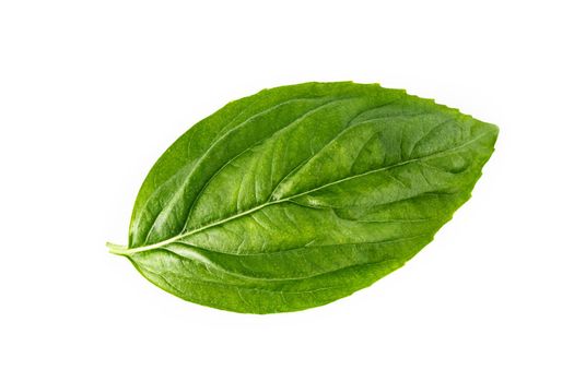 Fresh sweet basil leaves isolated on white background. Isolated of italian basil leaf .