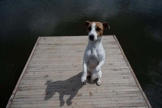 Sad dog jack russell terrier sits alone on the pier by the lake