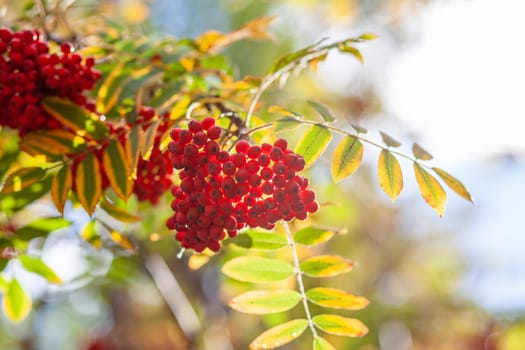 Mountain rowan ash branch berries on blurred green background. Autumn harvest still life scene. Soft focus backdrop photography. Copy space.