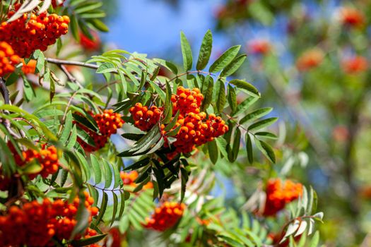 Mountain rowan ash branch berries on blurred green background. Autumn harvest still life scene. Soft focus backdrop photography. Copy space.