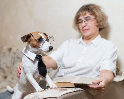 Elderly caucasian woman reading a book with a smart dog jack russell terrier wearing glasses and a tie on the sofa.