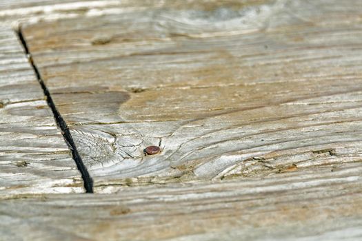 Old wood texture backdrop. Wooden plank with rusty nail.
