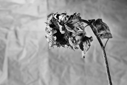 One wilted sunflower in black and white 