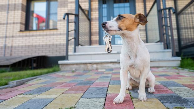 Dog Jack Russell Terrier is sitting at the door holding the keys to the house
