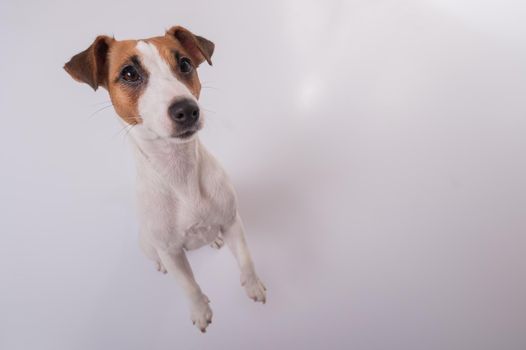 Portrait of funny dog Jack Russell Terrier on a white background. Fish eye