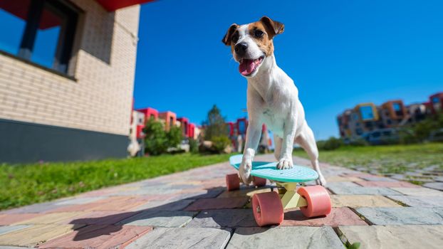 Jack russell terrier dog rides a skateboard outdoors on a hot summer day