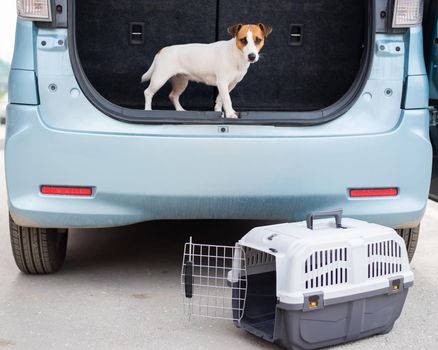 Jack russell terrier dog sits in a travel box in the trunk of a car. Traveling with a pet.