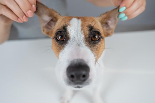 The woman holds the ears of the dog Jack Russell Terrier and pulls it in different directions.