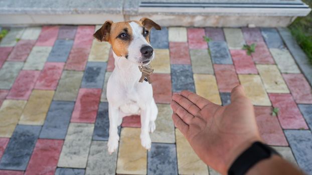 Jack russell terrier dog gives the owner the keys to the house