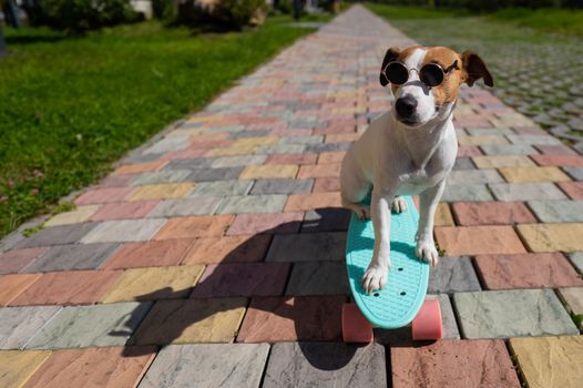 Jack russell terrier dog in sunglasses rides a skateboard outdoors on a sunny summer day