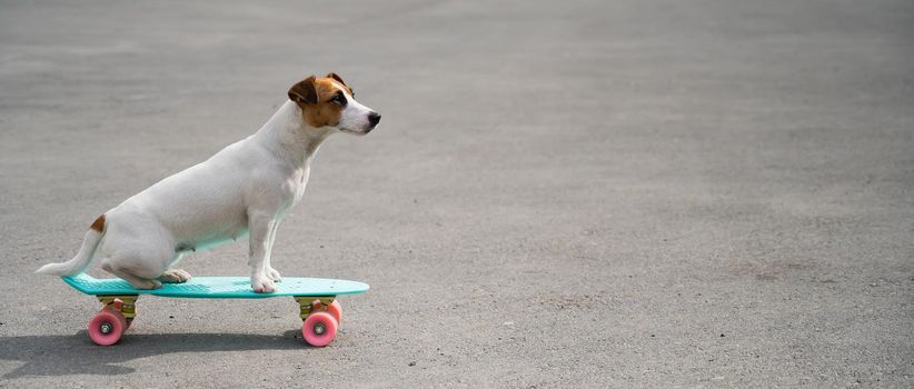 Jack russell terrier dog rides a penny board outdoors.