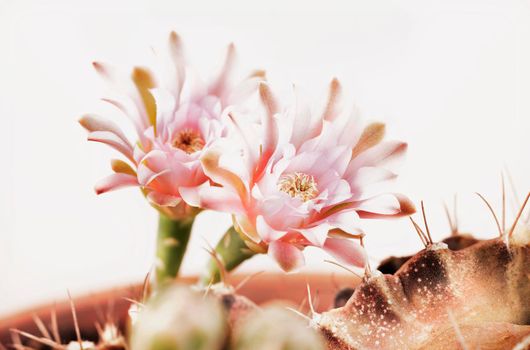 Beautiful  bright pink flowers of gymnocalycium cactus  or chin cactus 