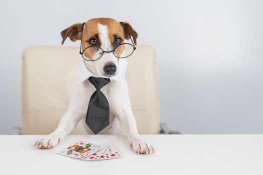 Jack russell terrier dog with glasses and tie plays poker. Addiction to gambling card games